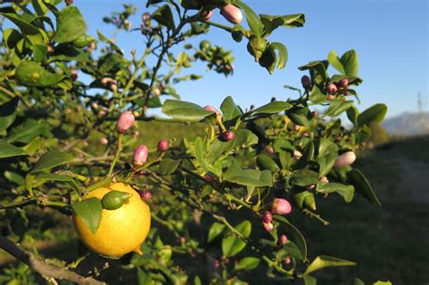 Top Tips for Pruning Lemon Trees in Australia | Ultimate Backyard