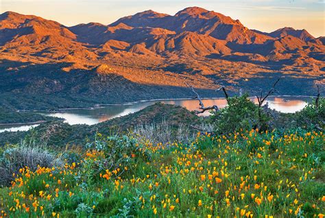 Early Bloom | Bartlett Lake, Arizona | Stan Rose Images