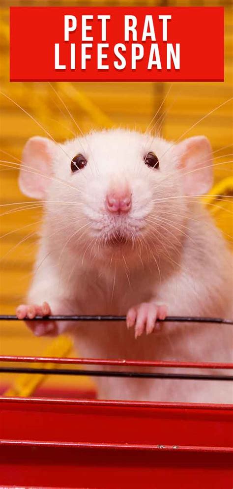 Pet Rat Lifespan - A Guide To Rat Life Expectancy And How To Improve It