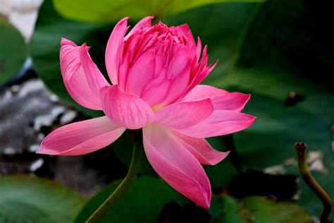 Flower Lotus · Free photo on Pixabay