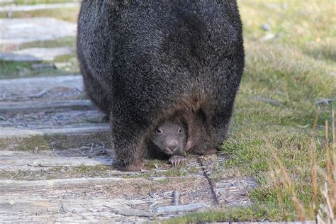 Orphaned Baby Wombat Meets a man who changes his life for good – HealthZap