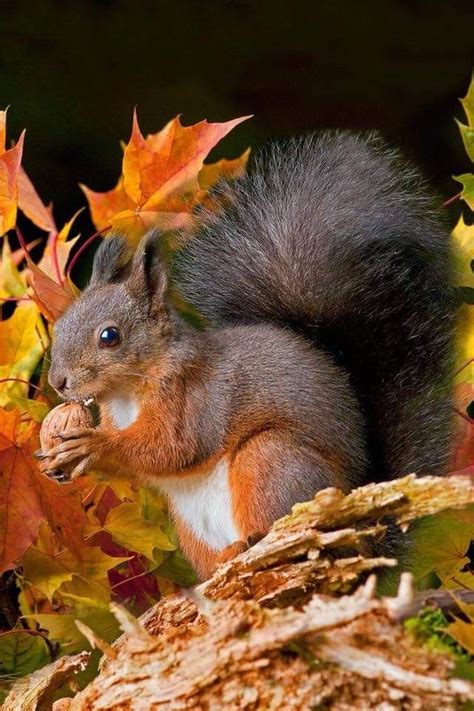 Autumn🐿 | Animals, Autumn animals, Animals beautiful