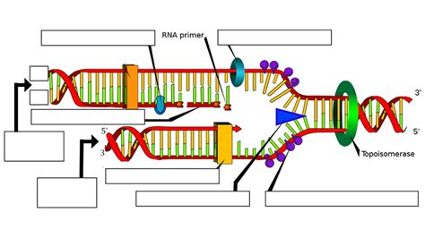 DNA Replication | Biologia molecular, Replicacion adn, Molecula del adn