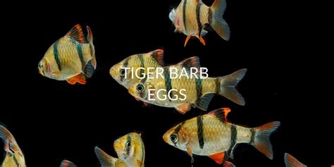 Tiger Barb Eggs: Everything You Need to Know for Successful Breeding