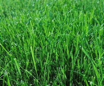 Evergreen Mix Lawn / Grass Seed | Seeds for Africa