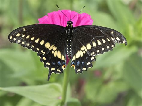 Butterfly of the week – Eastern black swallowtail | Bug Week 2023