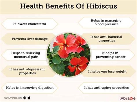 Hibiscus Plants Health Benefits