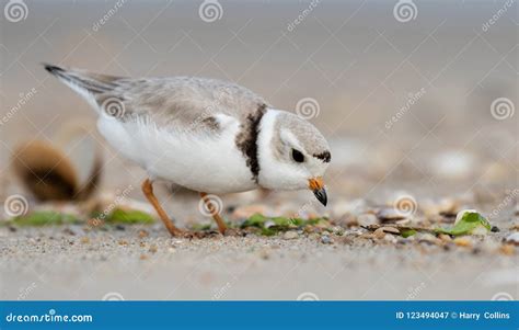 Piping Plover in New Jersey Stock Image - Image of delaware, bald: 123494047