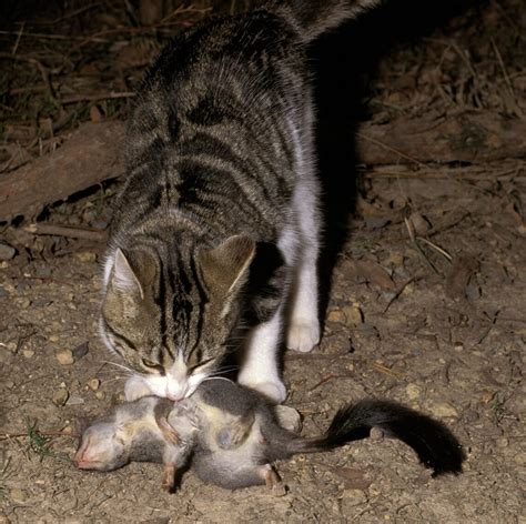 Best-practice management for feral cats and red foxes - NESP Resilient Landscapes Hub