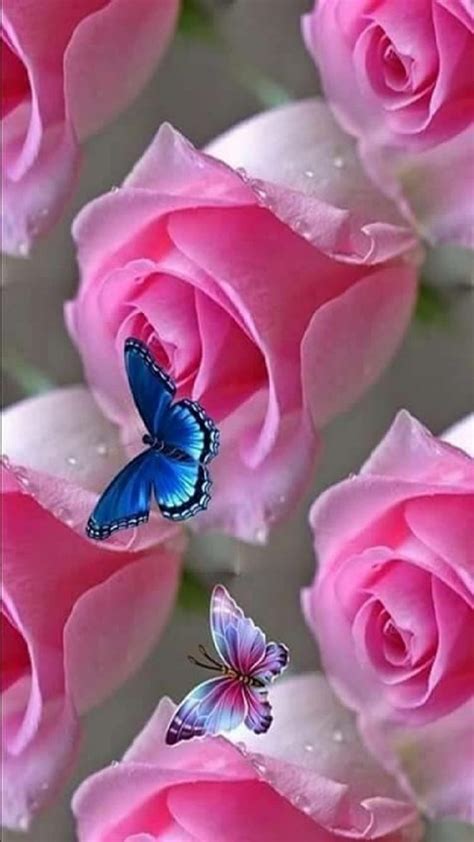 Butterflies, rose, HD phone wallpaper | Peakpx