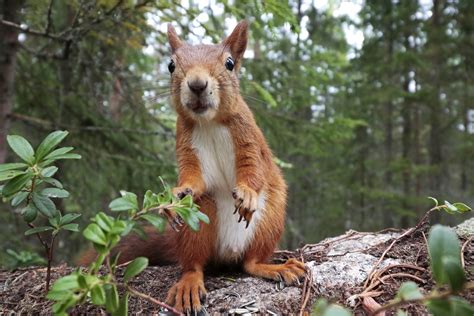 11 incredible images of Sweden’s wildlife — WildSweden - wildlife adventures in Sweden