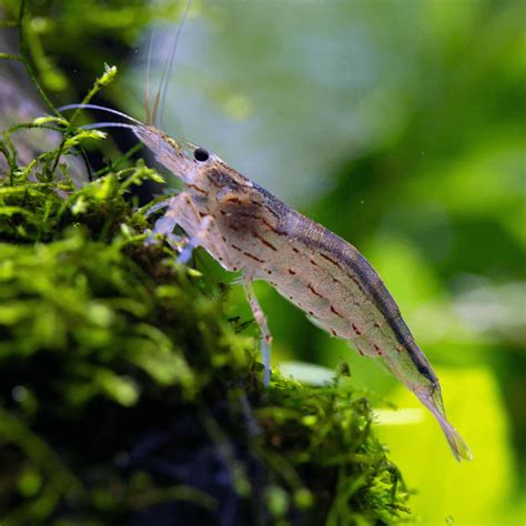 Buy Amano Shrimp Online | Quality Aquatic Cleaners