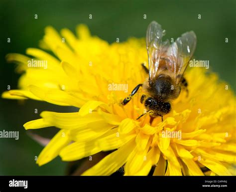 April 6, 2012 - Roseburg, Oregon, U.S - A honey bee feeds on a dandelion bloom at a city park in ...