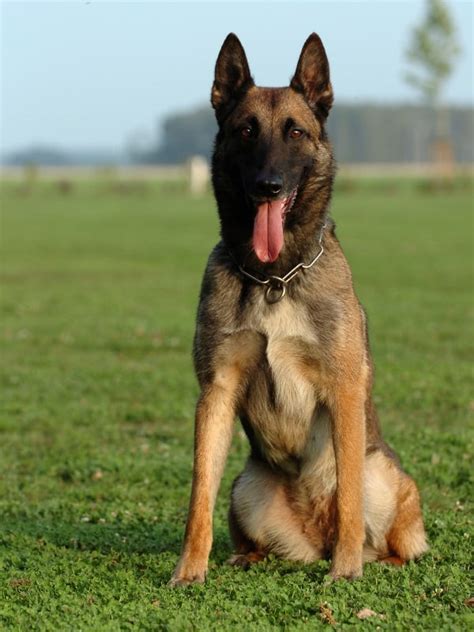 Belgian Malinois Police Dog - Police & Military K9 Sales and ...