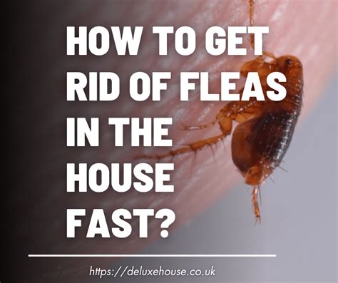 Effective ways on How To Get Rid Of Fleas In The House Fast? | Deluxe House