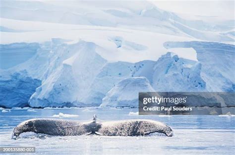 118 Whale Sounds Stock Photos, High-Res Pictures, and Images - Getty Images