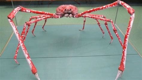 Giant Japanese Spider Crabs Can Grow Bigger Than People