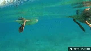 Ducks swimming underwater video crystal clear water HD on Make a GIF