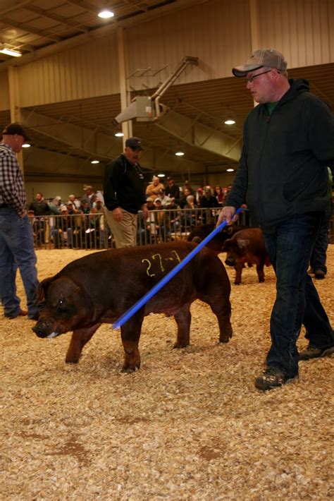 National Swine Registry: 2011 NSR Fall Classic Duroc Breeding Results