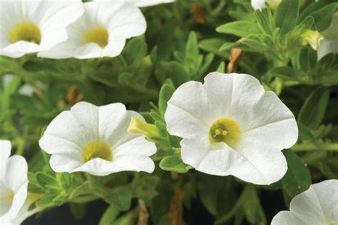 Calibrachoa hybrida Million Bells White Chimes | Wholesale Nursery - Nurseries in Melbourne ...