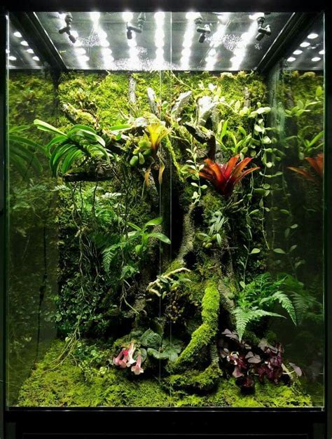 Reptile Terrarium Plants