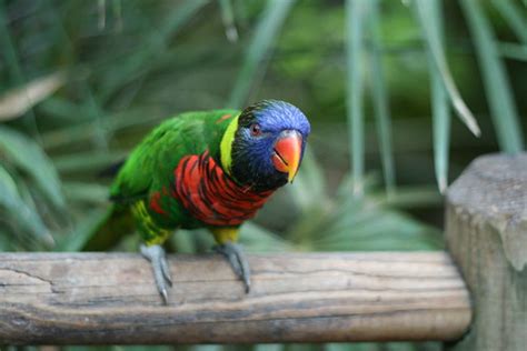 A rainbow lorikeet | james | Flickr