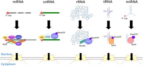 Genes | Special Issue : Mechanisms of mRNA Nuclear Export