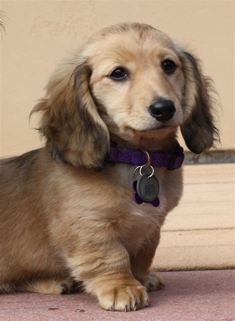 Chloe, longhaired shaded cream miniature dachshund … | Puppies ...