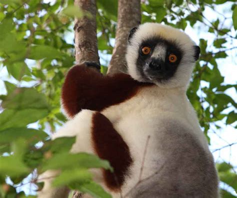 Coquerel's Sifaka Lemur - Propithecus coquereli - Profile - Primates Park