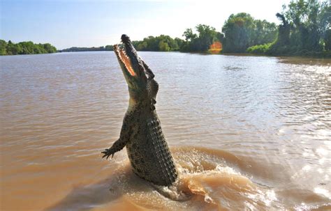 "A Cacophony Of Hell": The Ramree Island Crocodile Massacre