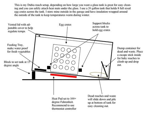 The Dubia Roach Setup - How to setup a roach enclosure for care and breeding | Chameleon Forums