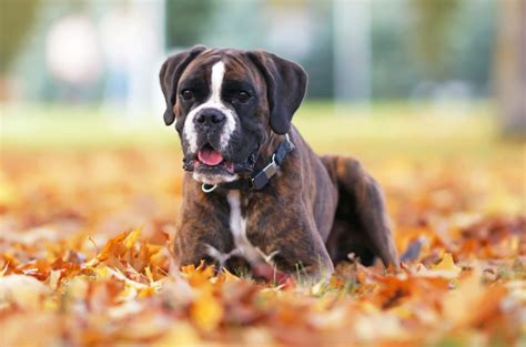 10 Best Boxer Breeders: Places To Buy Your Future Puppy