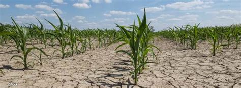 Dealing With Drought – Extension Polk County