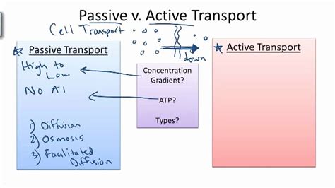 50 Passive And Active Transport Worksheet