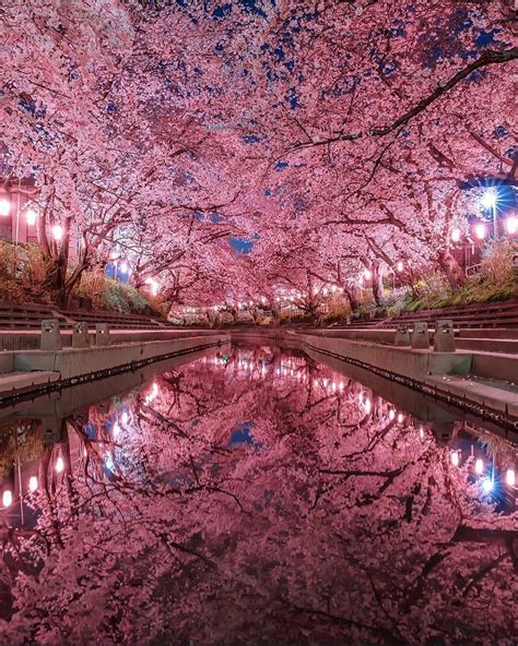 @travelwithlux Voyage road trip vacance plage piscine | Nature photography, Cherry blossom japan ...