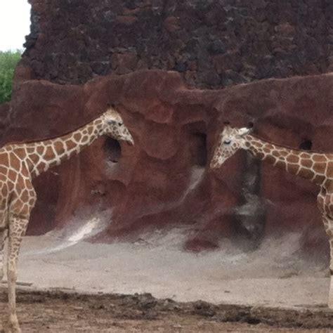 Brownsville. Texas Zoo | Zoo, Places ive been, Brownsville