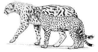 Extinction around the world: Giant Cheetah and Thylacosmilus