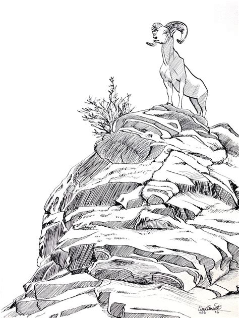 Mountain Goat Ink Drawing by Ciara Barsotti - created without pencil, just ink! | Mountain ...