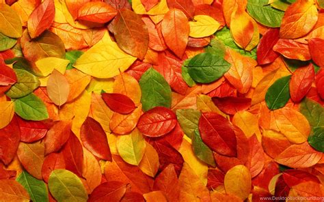 Fall Leaves Tumblr Wallpaper. Desktop Background