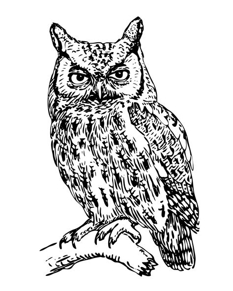 Owl Art Images