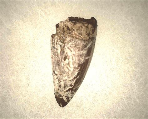 Phytosaur Tooth #11 | Fossils for Sale