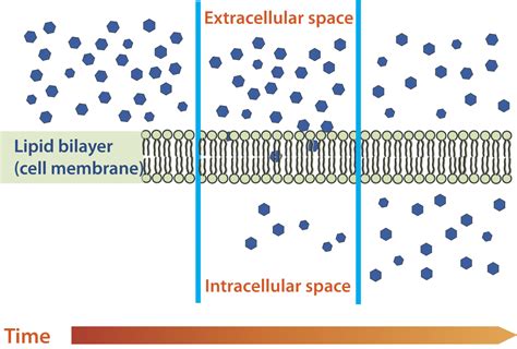 Cell Transport and Homeostasis | CK-12 Foundation