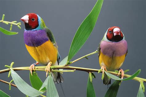 Gouldian Finch | San Diego Zoo Animals & Plants