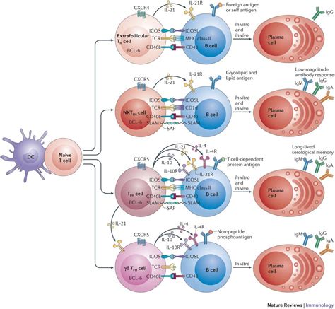 TFH cell subsets with specialized effector functions. | 15-Immunology: T-lymphocytes | Pinterest ...