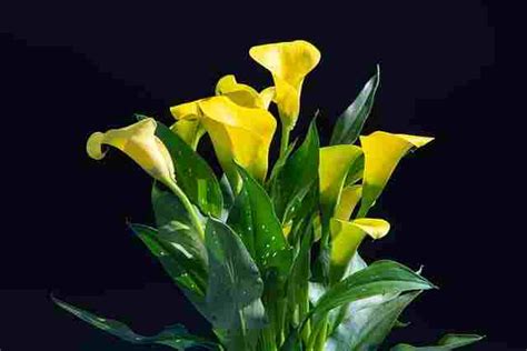 Calla Lily Flower - What Is the Meaning & Its Symbolism