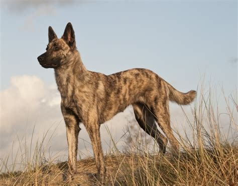 Dutch Shepherd Dog Info, Temperament, Puppies, Training, Pictures