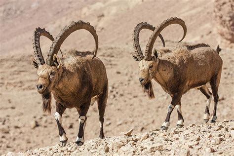 Male Nubian Ibex Photograph by Photostock-israel | Pixels