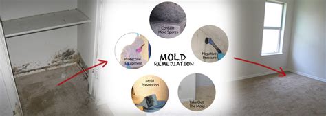 Mold Remediation Services - American Heritage Environmental