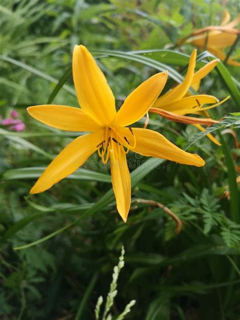 Irish flowers countryside stock photo. Image of countryside - 185690376