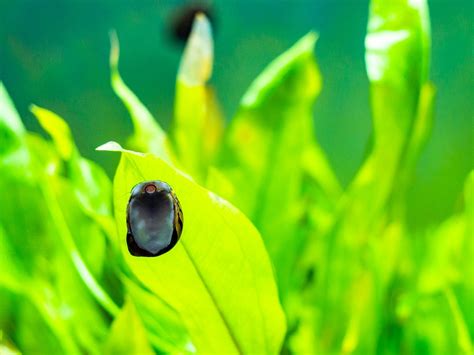 The Definitive Nerite Snails Care Guide: Feeding, Breeding, and More!